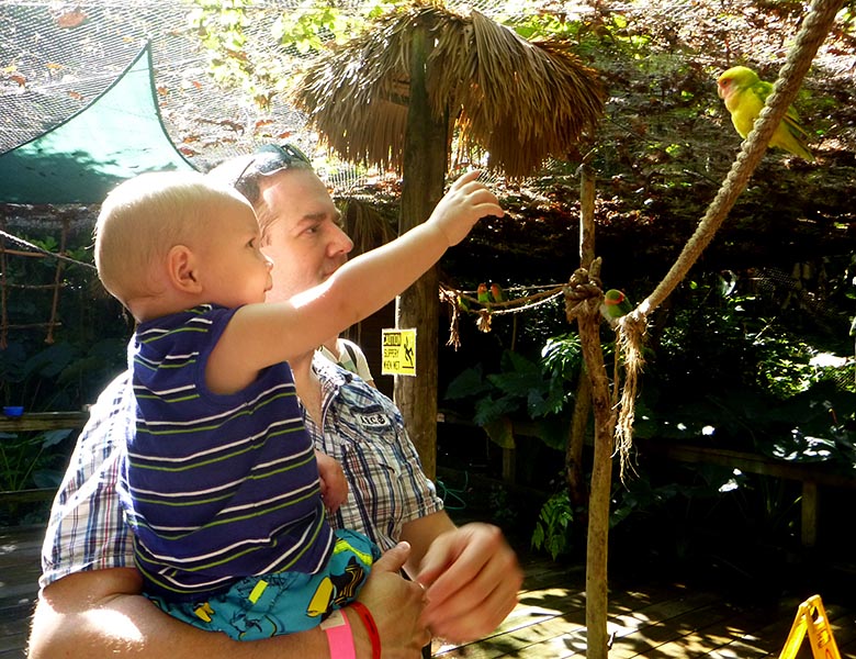 Lovebirds in Jamaica